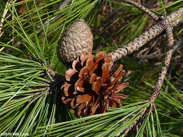 Pinus serotina