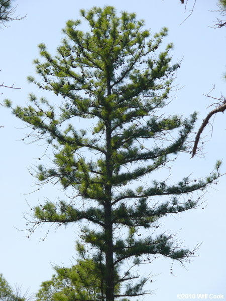 Pinus serotina