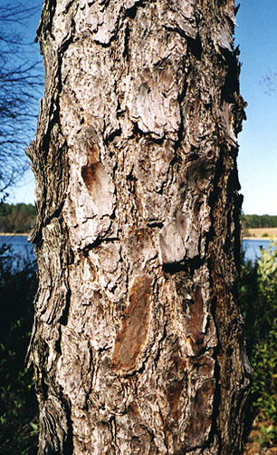 Pinus serotina