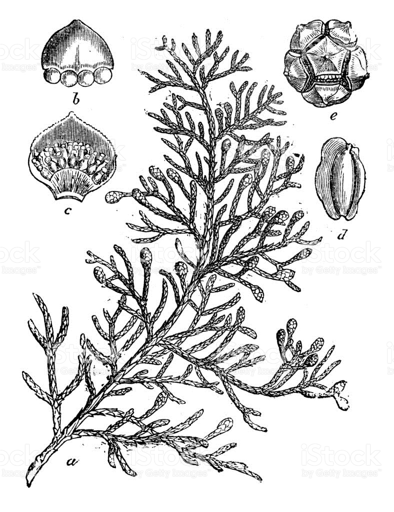 Cupressus sempervirens