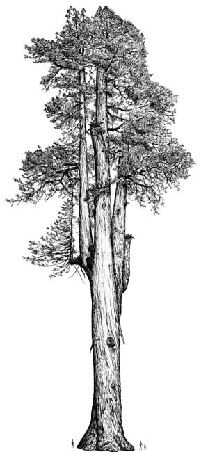 Sequoia sempervirens