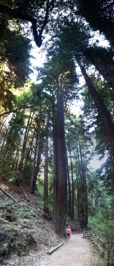 Sequoia sempervirens