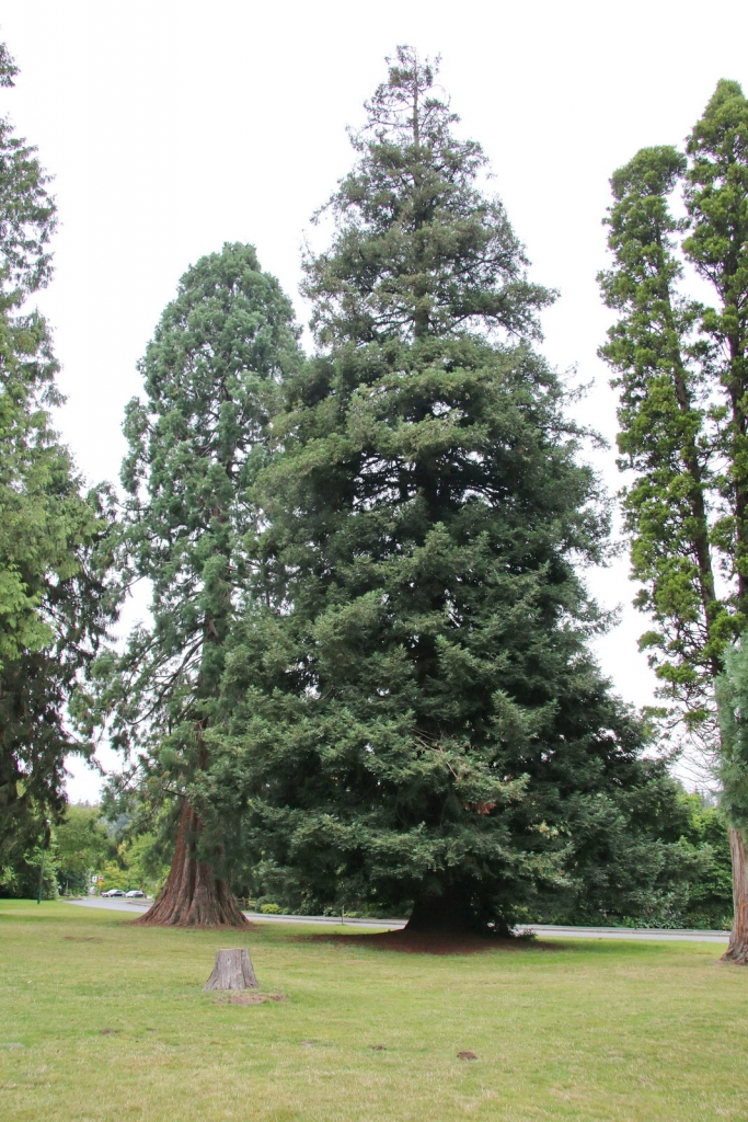 Sequoia sempervirens