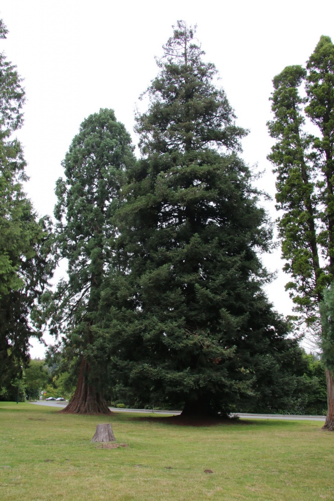 Sequoia sempervirens