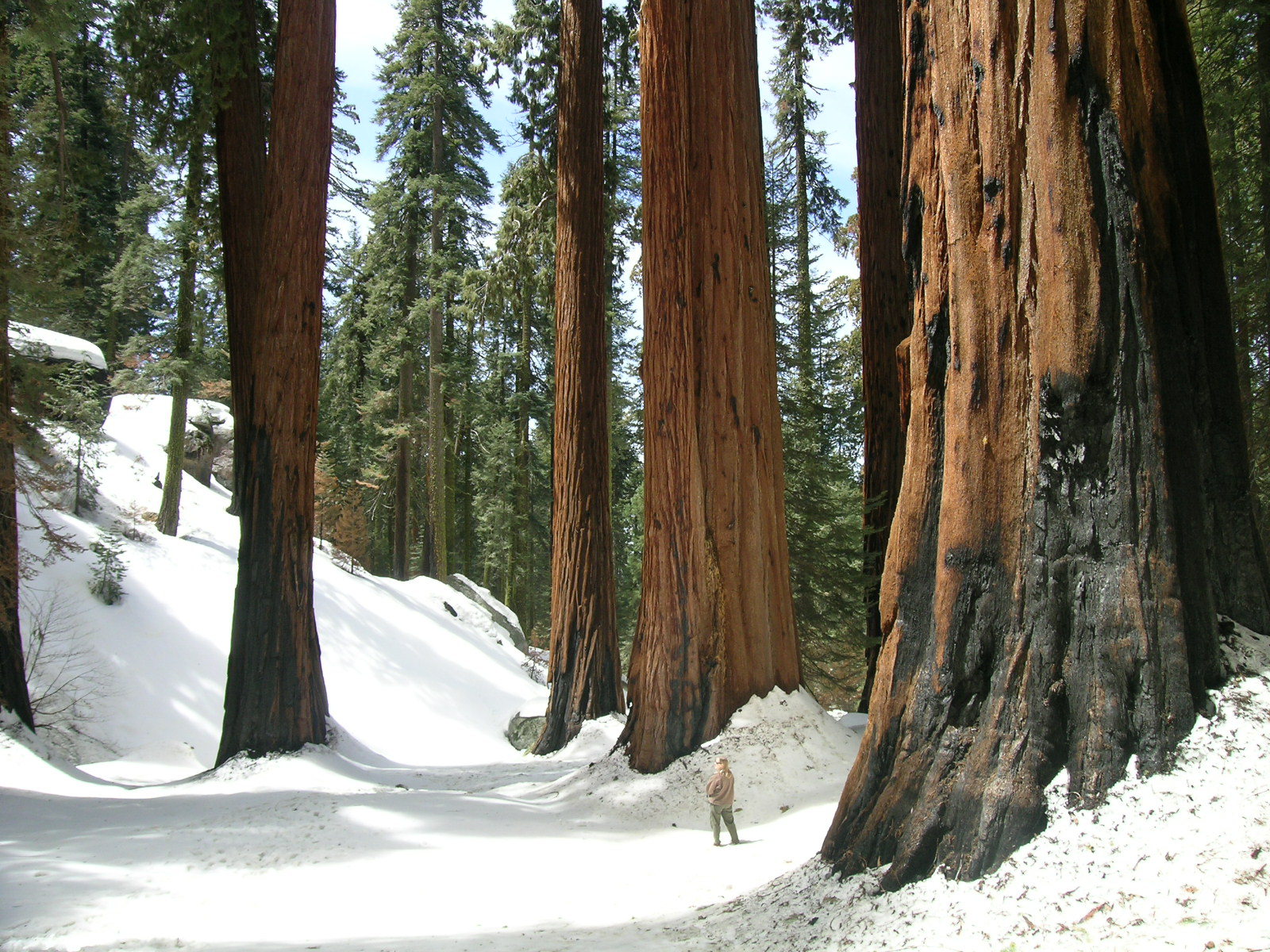 Sequoia sempervirens