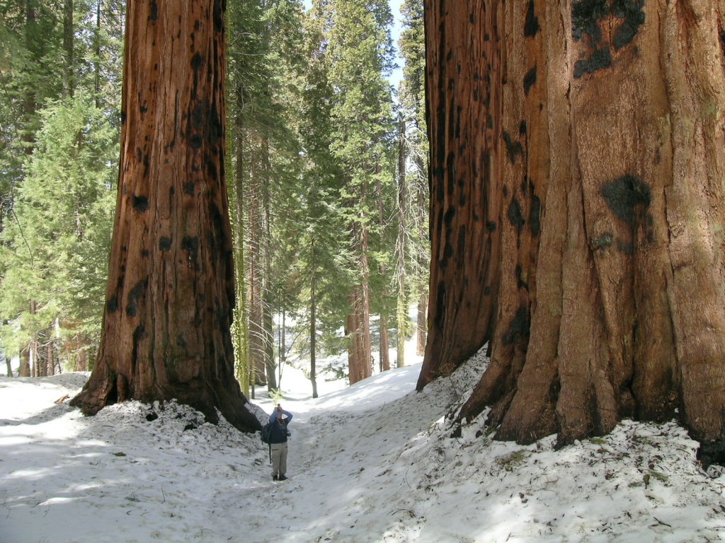 Sequoia sempervirens