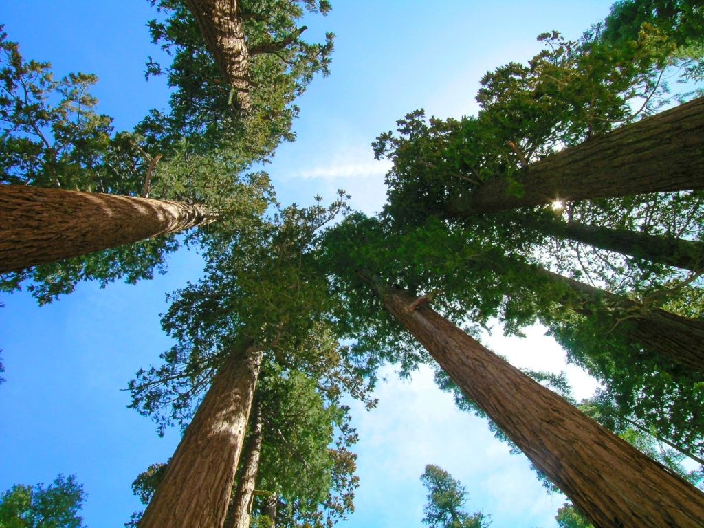 Sequoia sempervirens