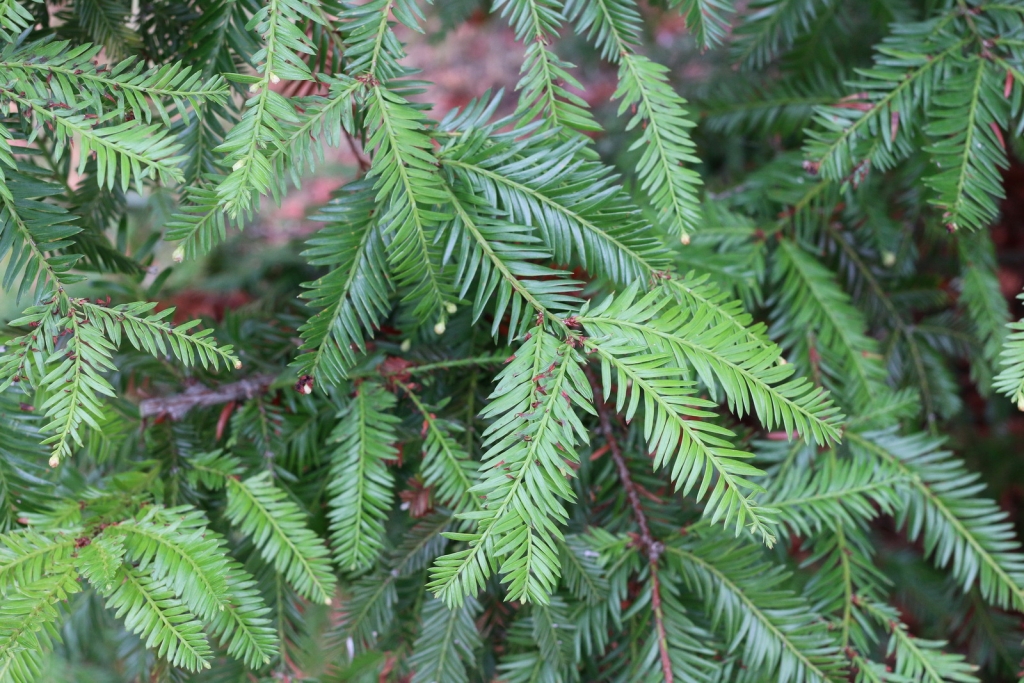 Sequoia sempervirens