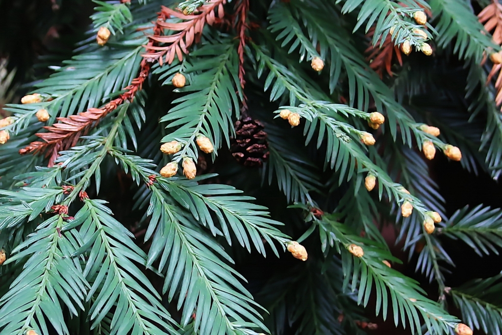 Sequoia sempervirens