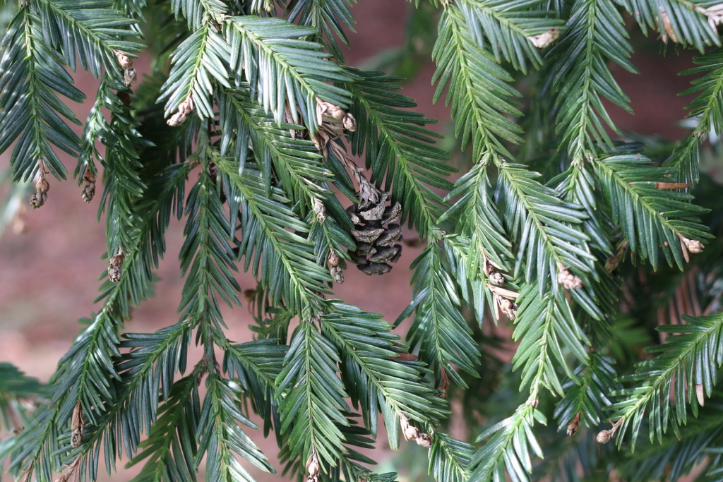 Sequoia sempervirens
