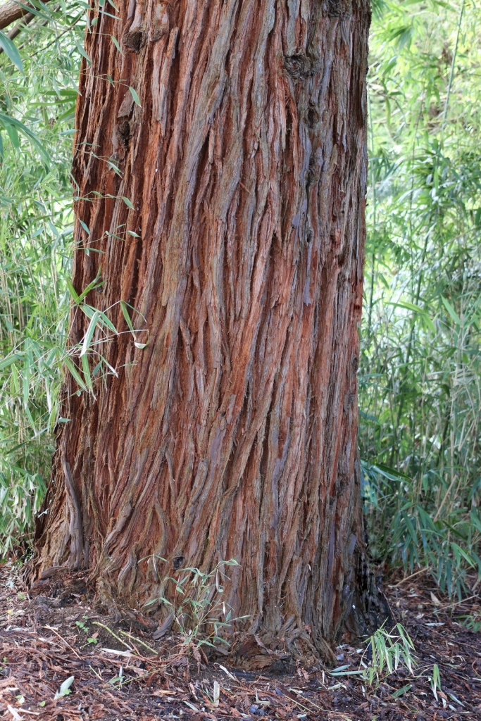 Sequoia sempervirens