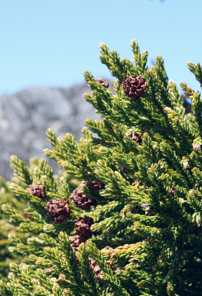 Athrotaxis selaginoides