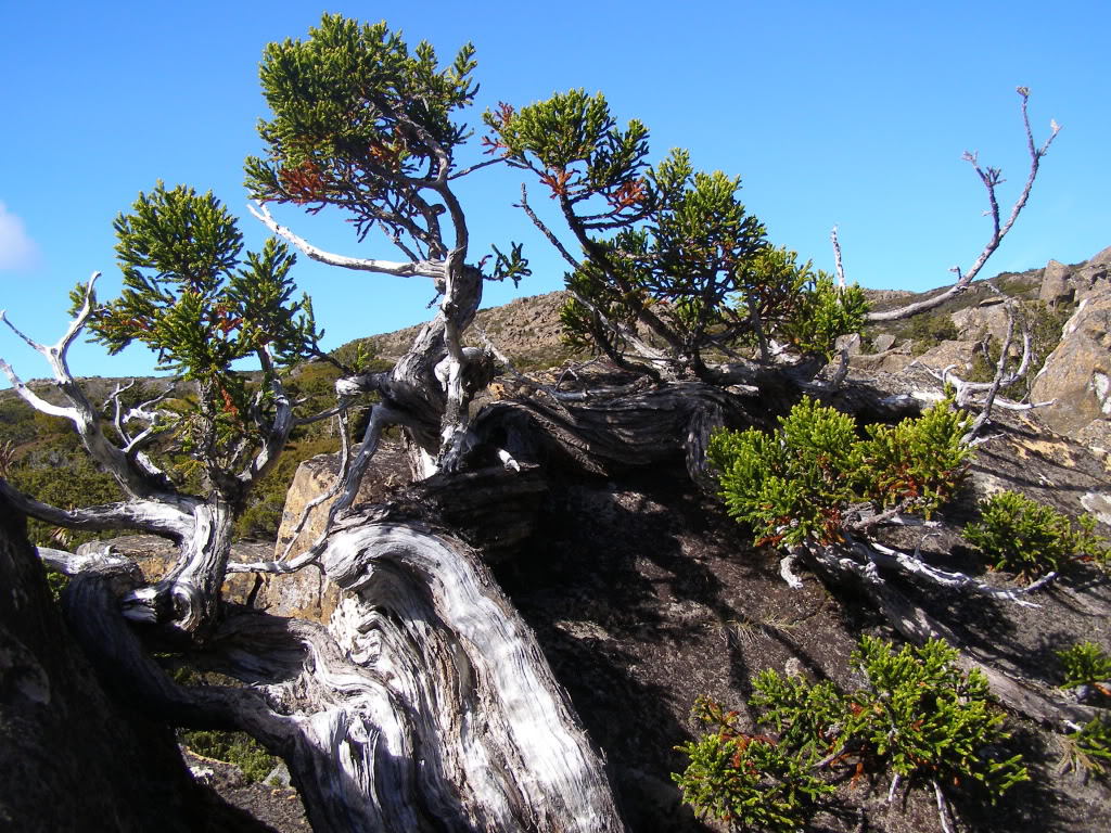 Athrotaxis selaginoides
