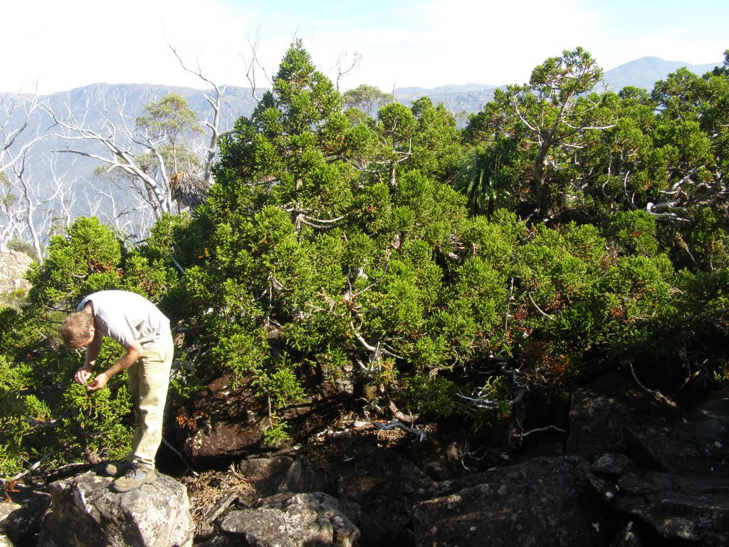 Athrotaxis selaginoides