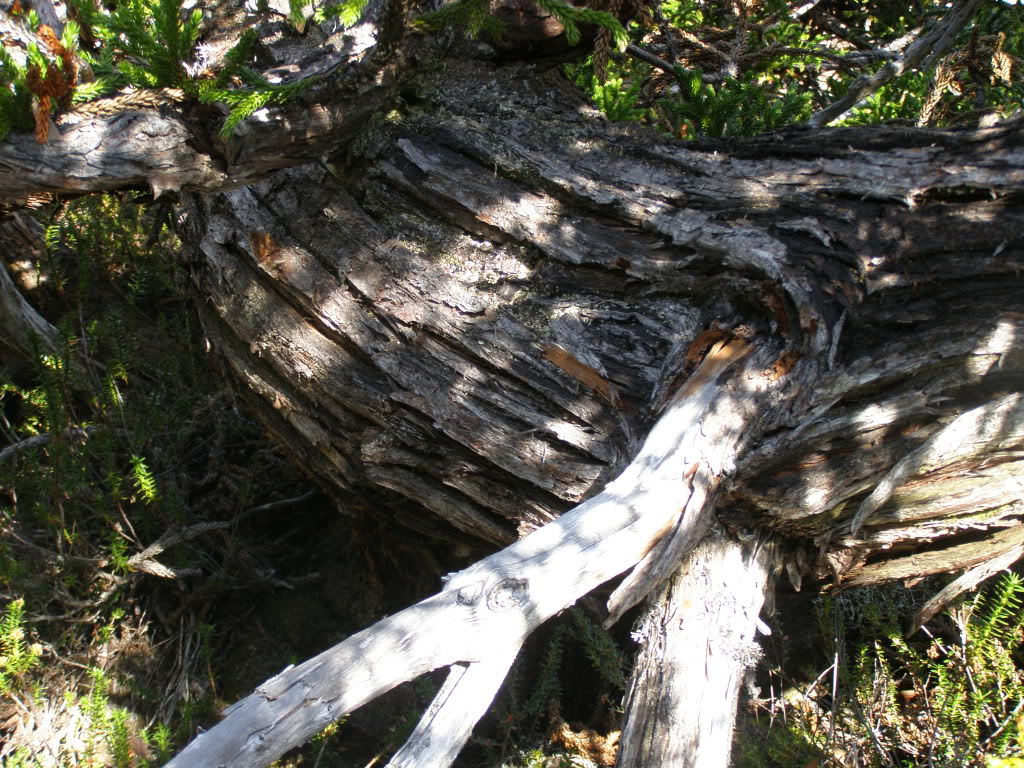Athrotaxis selaginoides