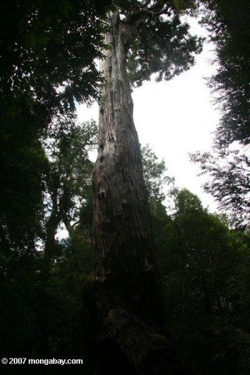 Athrotaxis selaginoides