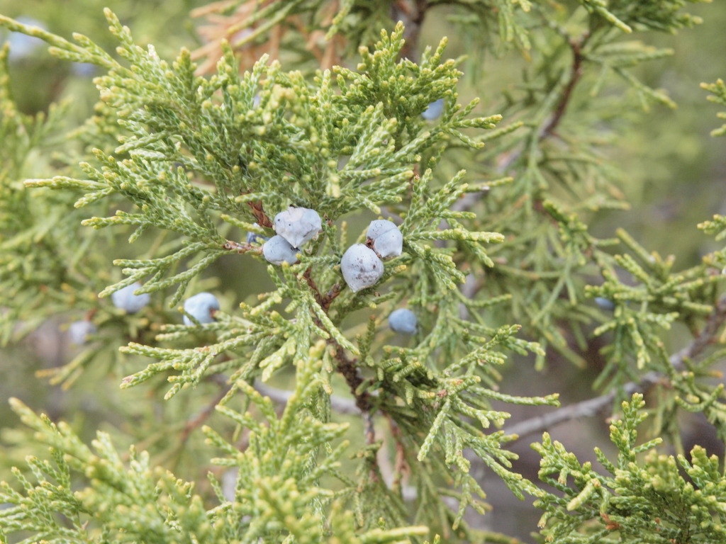 Juniperus scopulorum