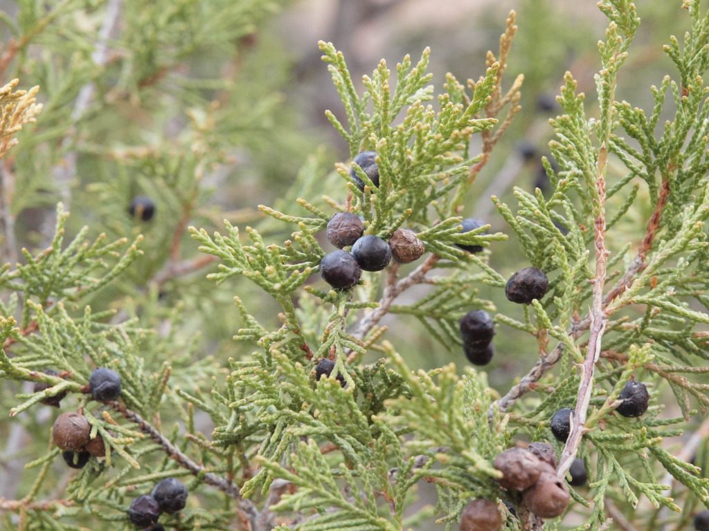 Juniperus scopulorum