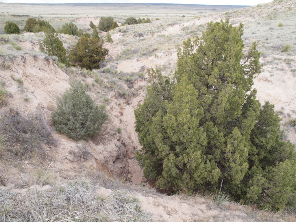 Juniperus scopulorum