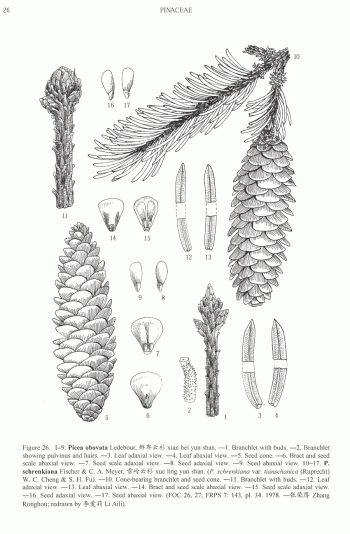 Picea schrenkiana