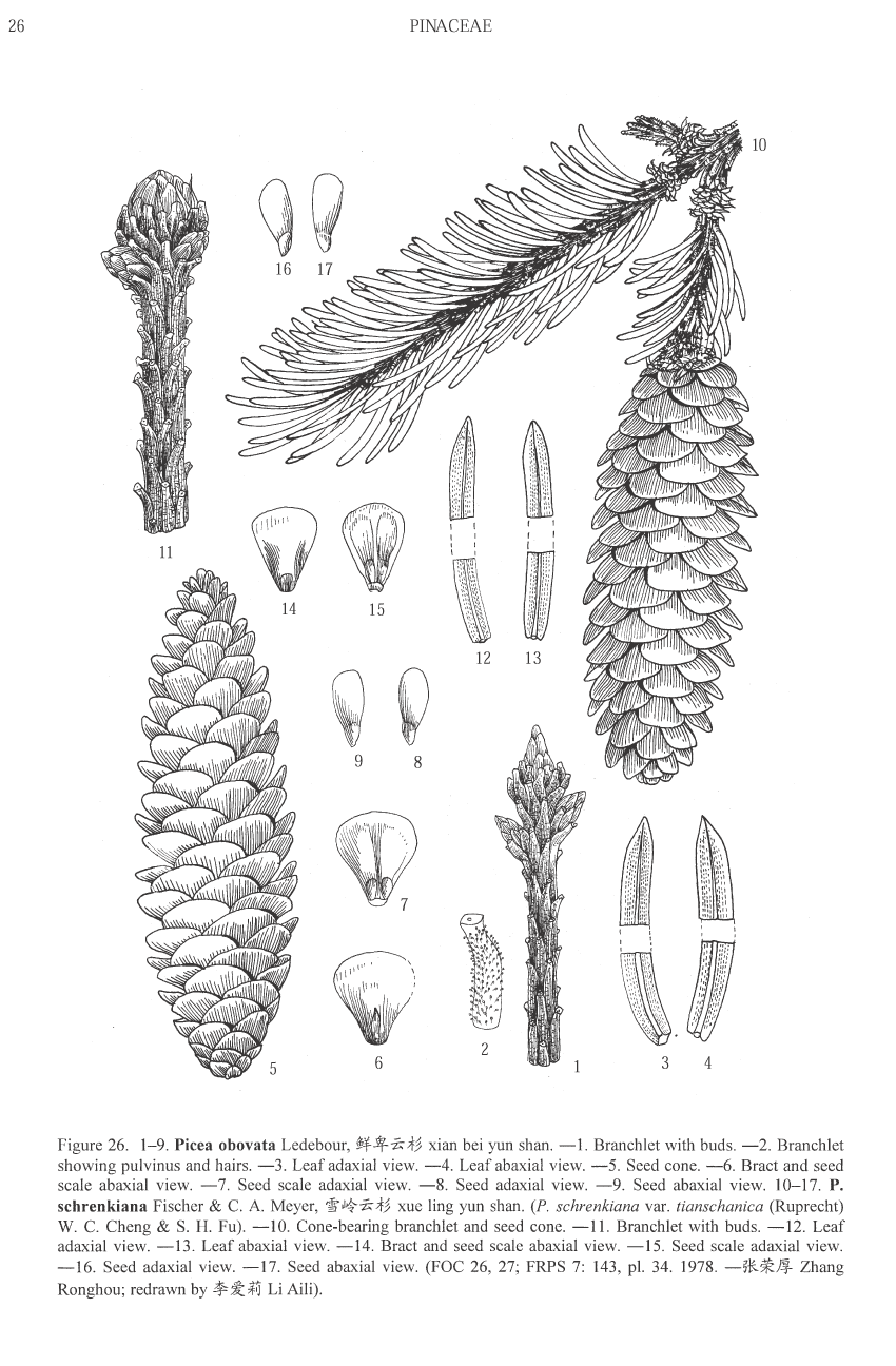 Picea schrenkiana
