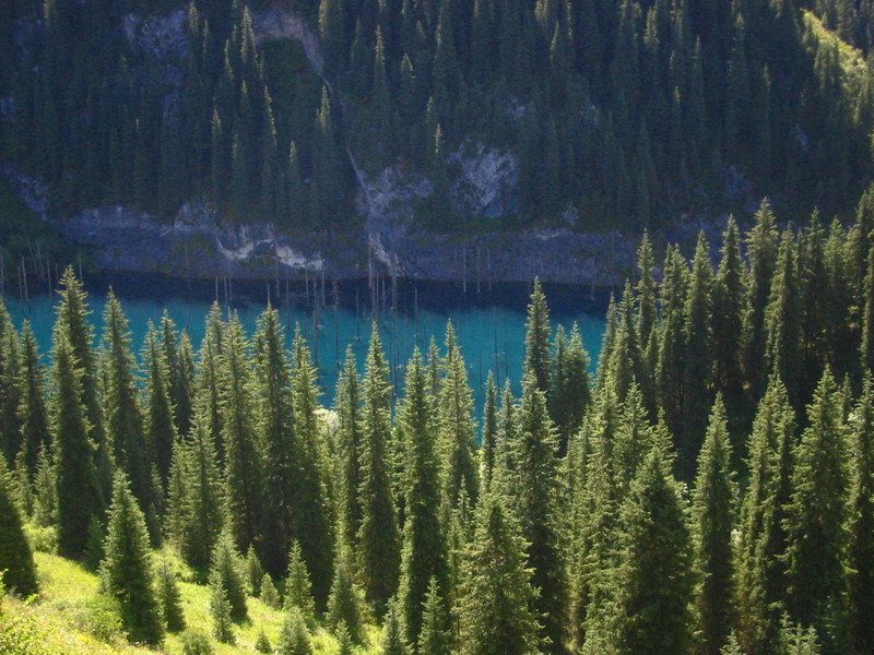 Picea schrenkiana