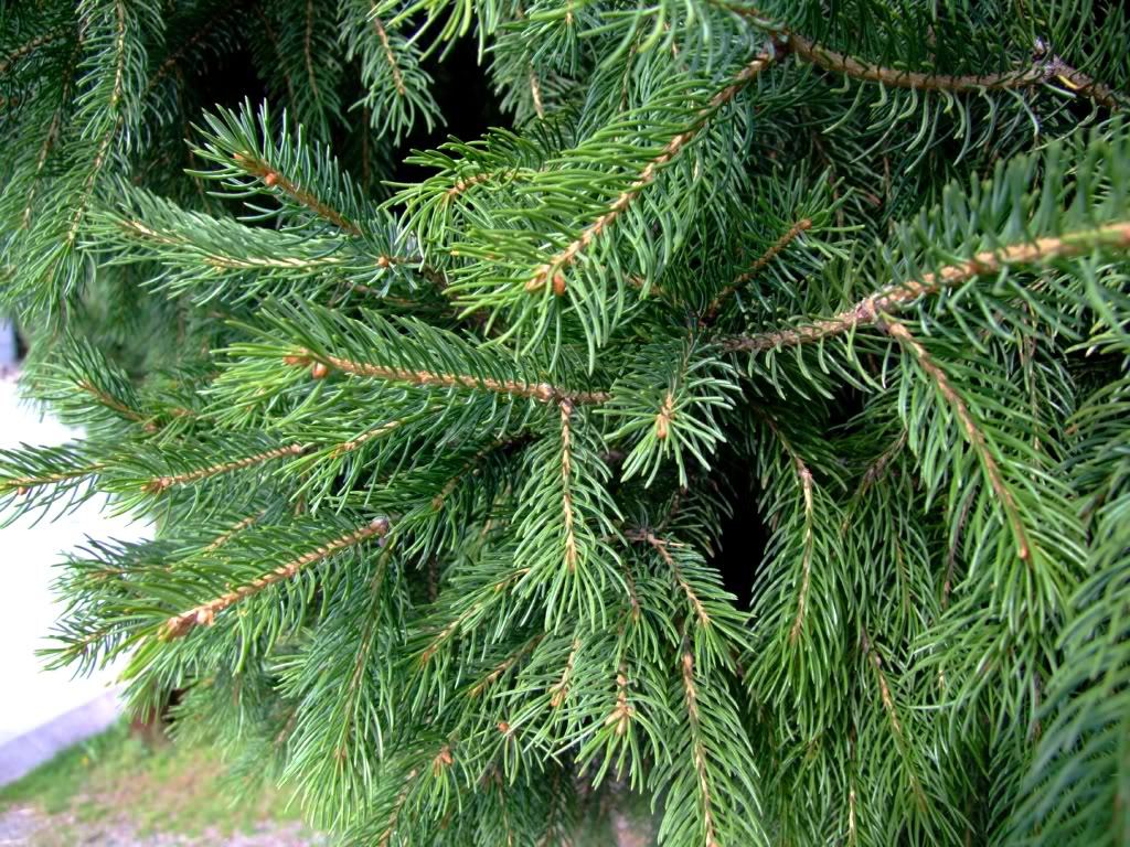 Picea schrenkiana