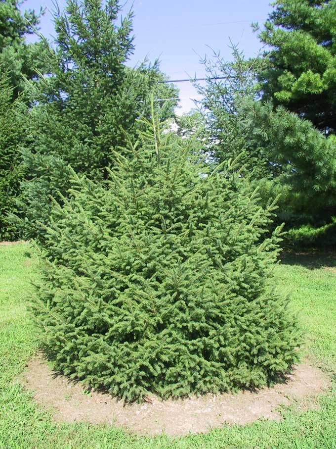 Picea schrenkiana
