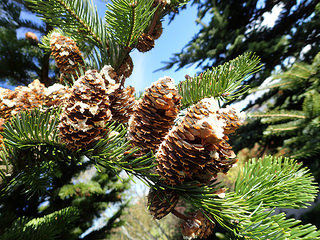 Abies sachalinensis