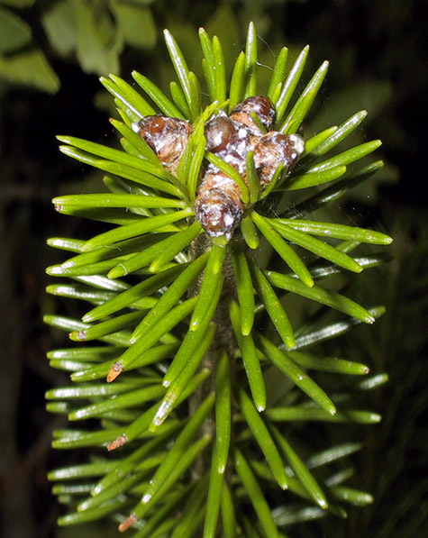 Abies sachalinensis