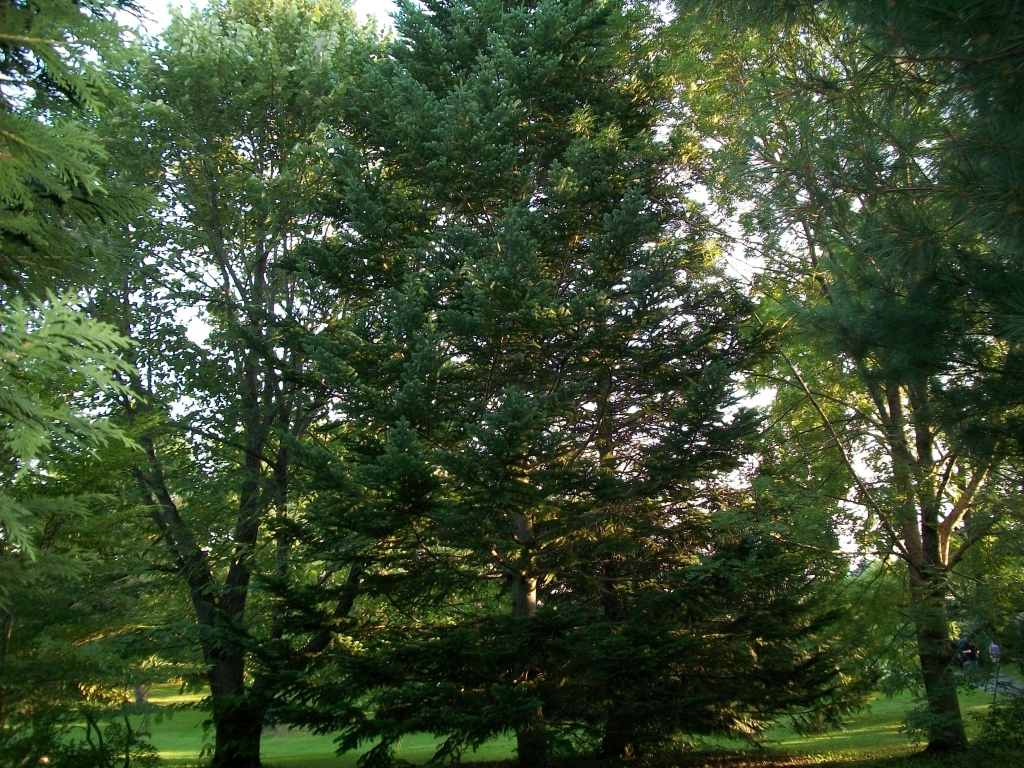Abies sachalinensis