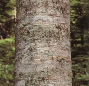 Abies sachalinensis