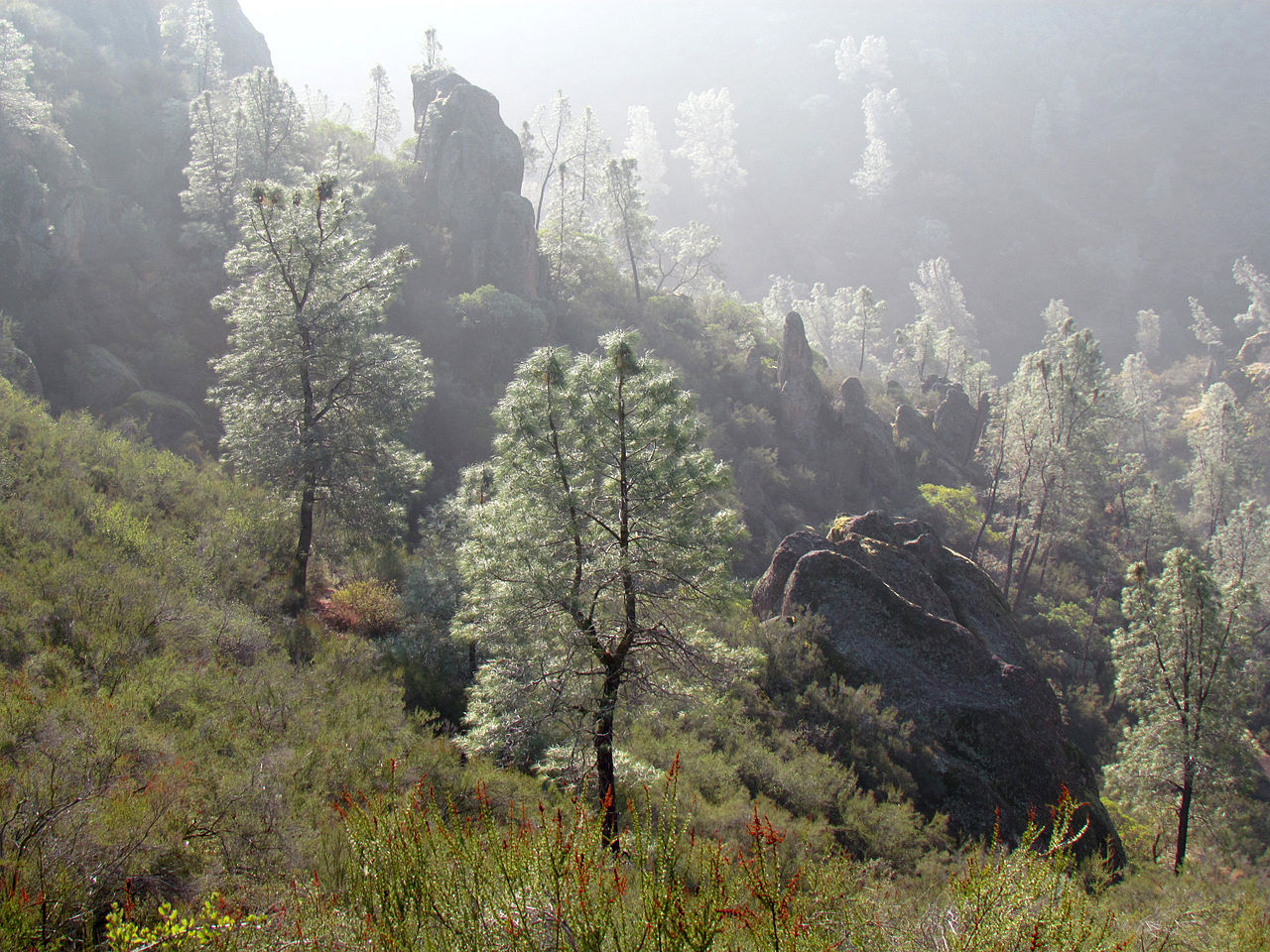 Pinus sabiniana