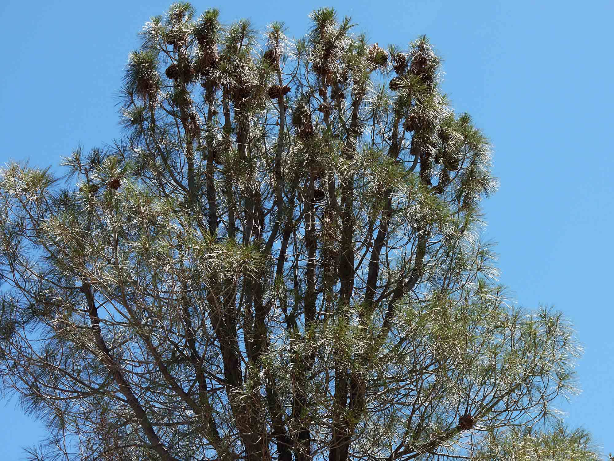 Pinus sabiniana