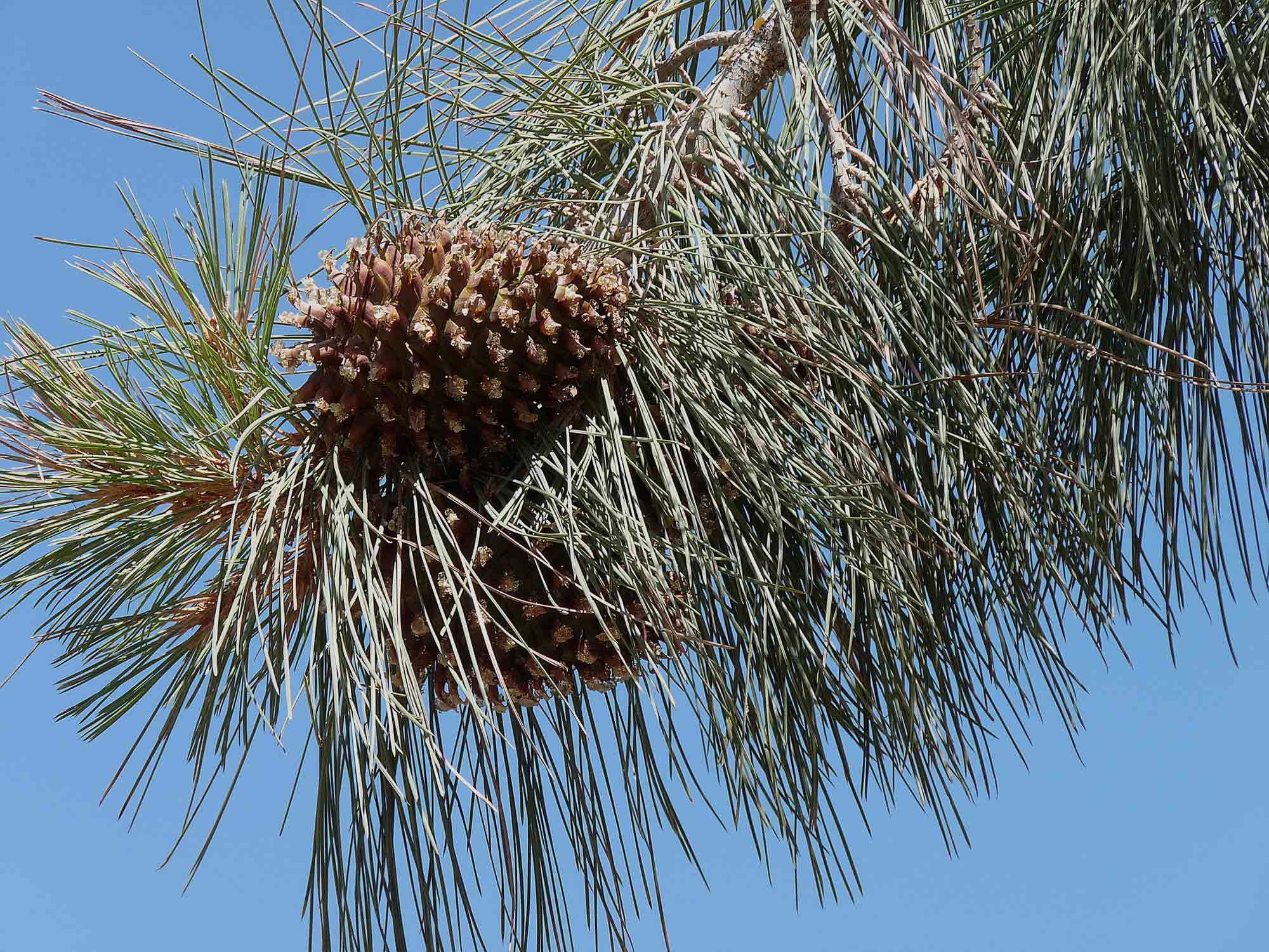Pinus sabiniana