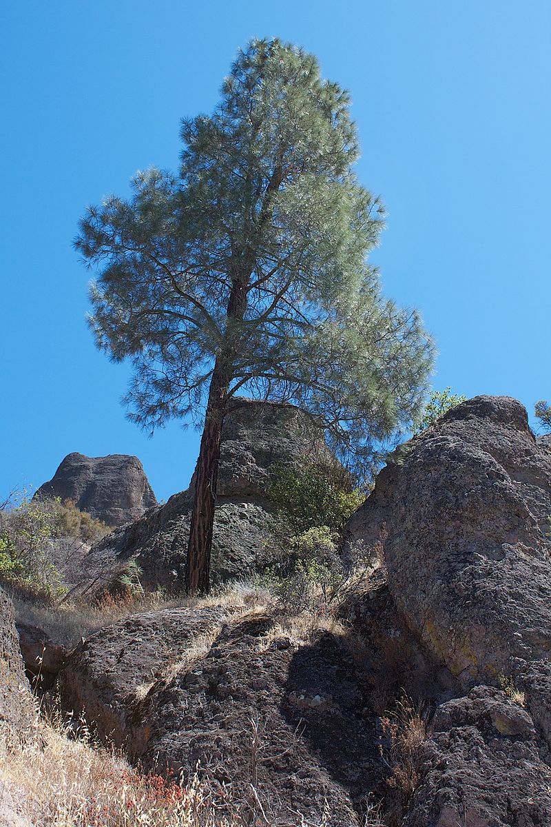 Pinus sabiniana