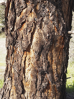 Pinus sabiniana