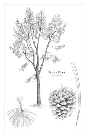 Pinus sabiniana