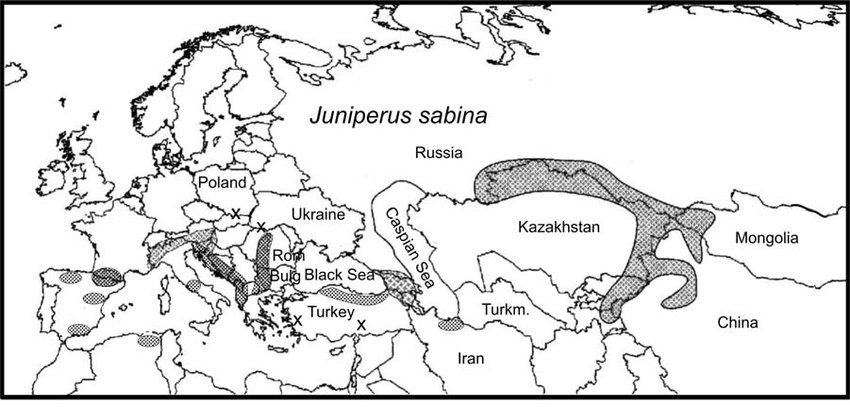 Juniperus sabina