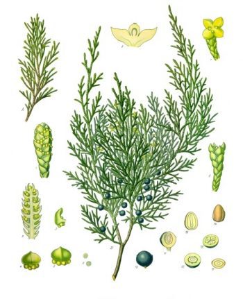 Juniperus sabina