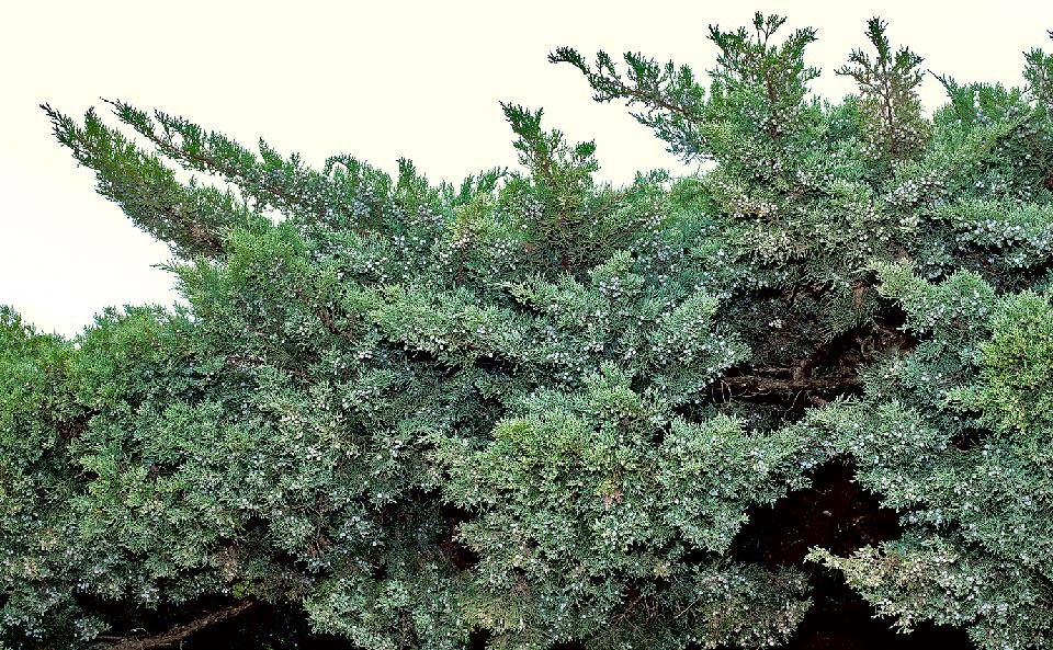 Juniperus sabina