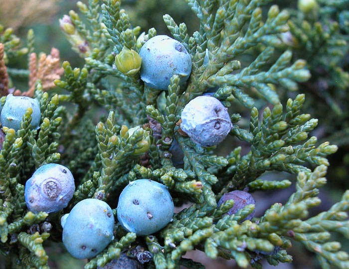 Juniperus sabina
