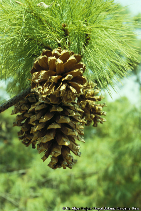 Pinus rzedowskii