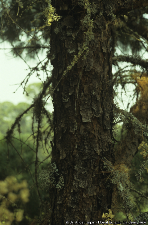 Pinus rzedowskii