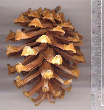 Pinus rzedowskii