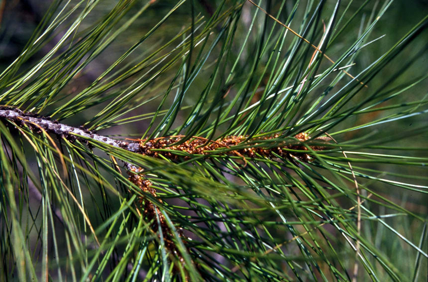 Pinus rzedowskii