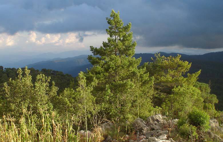 Pinus rzedowskii