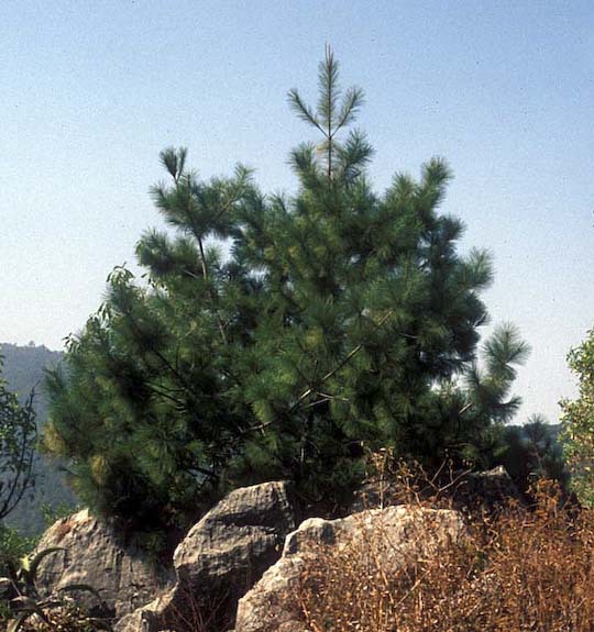 Pinus rzedowskii