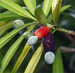 Podocarpus rumphii