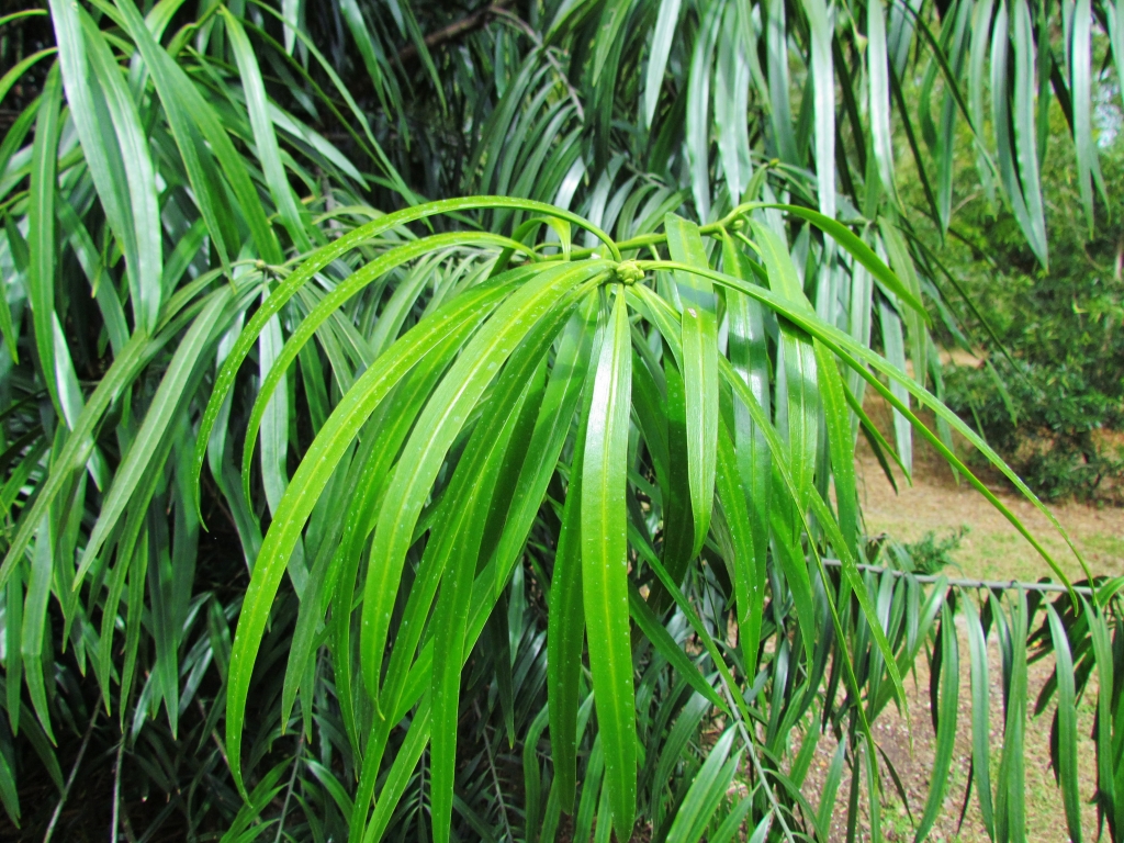 Podocarpus rumphii